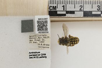 Media type: image;   Entomology 789256 Aspect: Labels